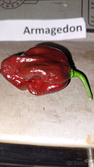 Armagedon chilli semínka - 5