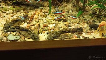 Ancistrus long fin - 5