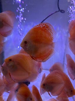 Terčovec Discus - 5