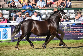 Welsh pony of cob type, sekce C - 5