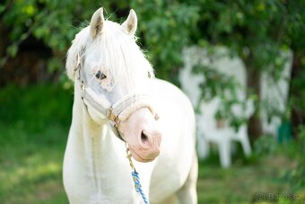Výjimečný pony valach kat. A, 7let - 5