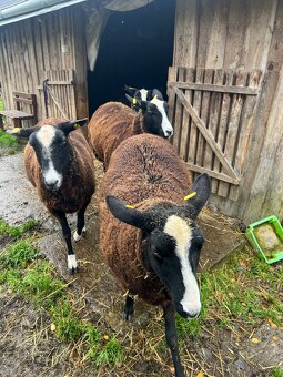 Ovečky  Zwartbles - 5