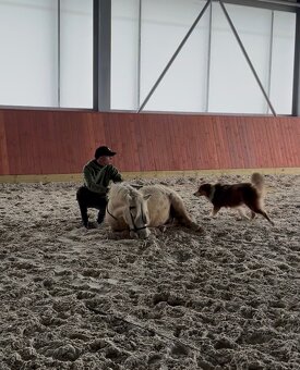 Prodám luxusního ponyho - 5