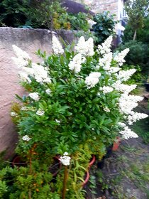 Ligustrum, Ptačí zob, stromky, keře - 5