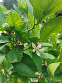 Prodám plodící citroník MEYER (č.62) - 5