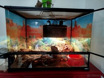 Prodám agamu i s teráriem - 5