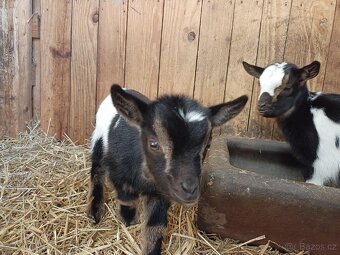Holandská zakrslá koza - 5