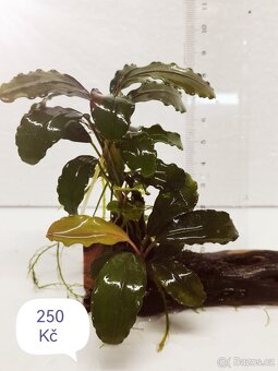 Bucephalandra - 5