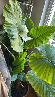 Alocasia Macrorrhiza (sloní ucho) - obří rostlina - 5