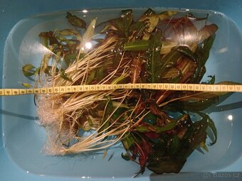 Akvarijní rostlina - Kryptokoryna červená - 5