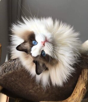 Ragdoll kotě s pp - 5