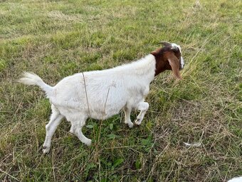 Na prodej – Zdraví kozlové (Boer kříženci) 🐐 - 5