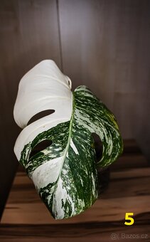 Monstera Albo - řízky - 5