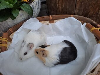 Daruji morcata - zamluvený - 5