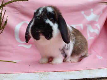 Tipový Sameček Zakrslý Beránek MiniLop - 5