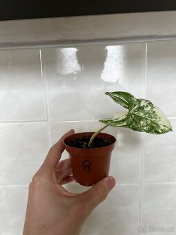 Syngonium variegata - 5