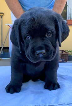 Labradorský retrívr - 5