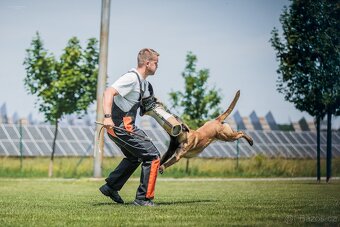 Belgický ovčák - malinois FCI - 5