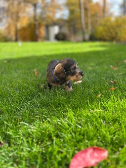 Jezevčík standard drsnosrstý s PP - 5