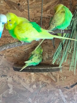 Prodám andulky a korely - 5