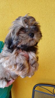 Prodám štěňátka Lhasa Apso (malé společenské plemeno) - 5