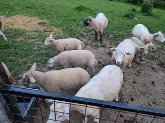 Suffolk x Texel - 5