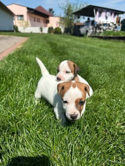 Jack russel teriér - 5