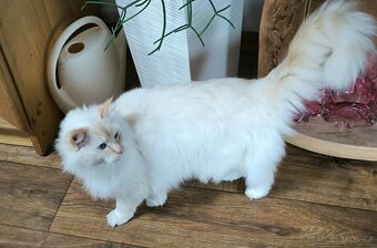 Ragdoll - 5