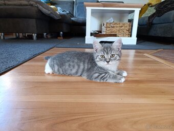 Prodám krásného kocourka Whiskas - 5