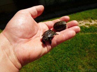 Želva trojkýlná (Mauremys revesii) vlastní odchov - 5