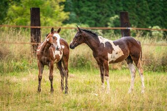 Aph kobylka Tobiano - 5