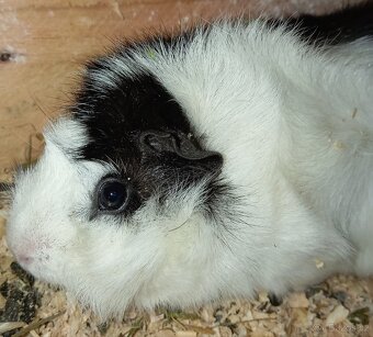 Morče holka rozetka - 5