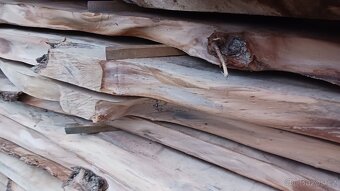 Suché Jilmové fošny - 5