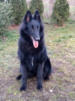 Belgický ovčák GROENENDAEL s PP - 5