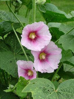 semena TOPOLOVKY - 3 barvy - 5