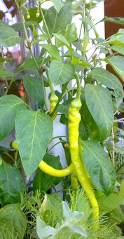 Nepálivá paprika "beraní roh" Spiralus - dvojice sazenic - 5
