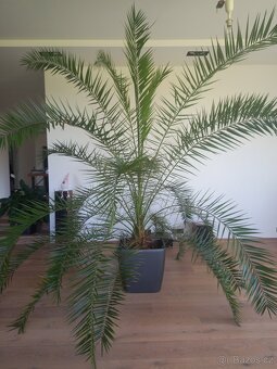 Vzrostla palma - 5