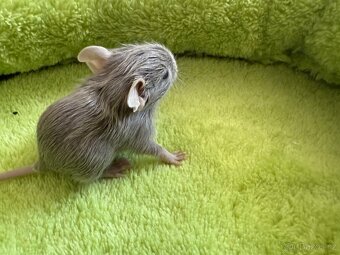 Osmák Degu - 5