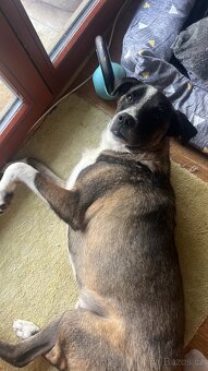 Tjoma hleda milujici domov - 5