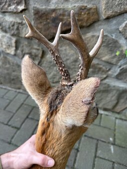 Srnec/srna - preparace, vycpanina - 5