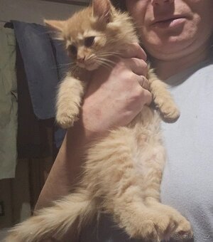 Koťátka - přírodní, zrzci - 5