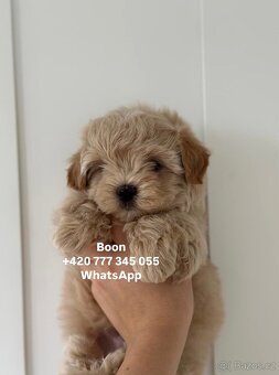 Maltipoo Caramel male Boon ‼️1900€ - 5
