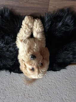 Cockapoo - 5