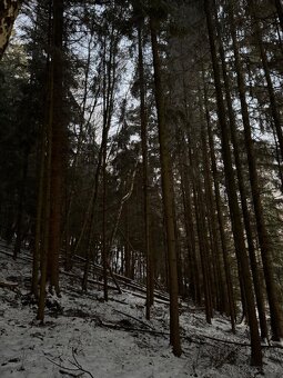 Prodám lesní pozemek v katastrálním území Úpice - 5