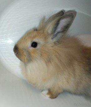 Zakrslý králíček bez PP samička Samatha - 5