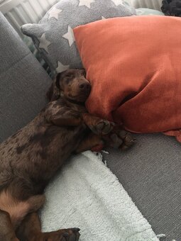 Jezečík ke krytí - 5