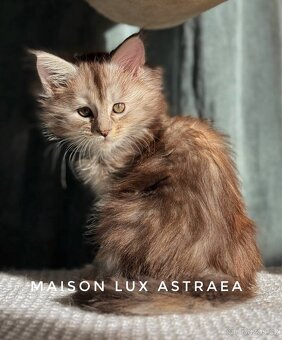 CHS nabízí k rezervaci koťátka Mainské mývalí kočky s PP. - 5