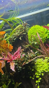 Akvarijní rostliny - 5