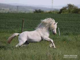 Welsh mountain pony - 5