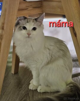 Ragdoll holčička blue bicolor k REZERVACI - 5